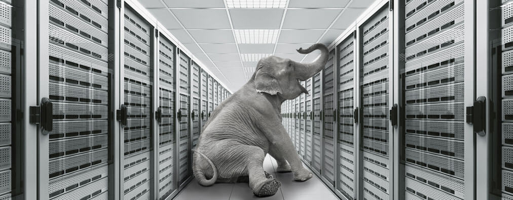 An elephant in a server room