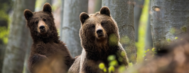 two bears are looking at you. what do you do?